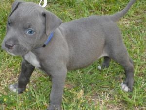 kiki, El temperamento de la American Pit Bull Terrier puede ser descrito de muchas maneras con los términos más constantes siendo amable y goofy. Son conocidos por su gran inteligencia, 
sonido nervio y carácter y hacen un gran perro de familia y mascotas. Son amistosos hacia todos ellos ven si se trata de familiares, amigos o extraños. El American Pit Bull Terrier hace un buen perro para los niños, áspero vivienda con ellos pero protegerlos de cualquier daño, si fuera necesitan.